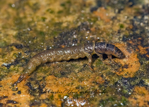Hydropsyche 8016523z