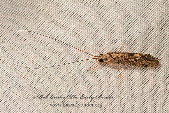 Hydropsyche sp  NETSPINNING CADDISFLY 9050605z
