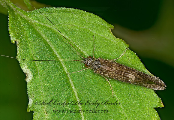 Hydropsychidae 6016029z