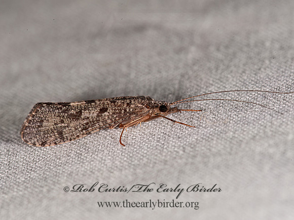 Hydropsychinae  NET-SPINNING CADDISFLY 8036553z