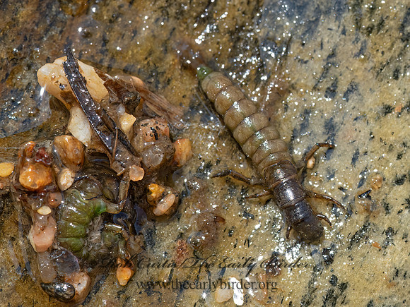 Hydropsychidae  NETSPINNING CADDISFLY 3025530z