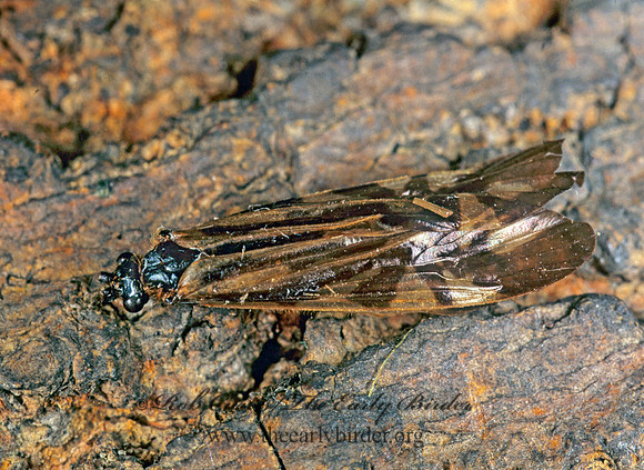 Macrosternum zebratum 243431
