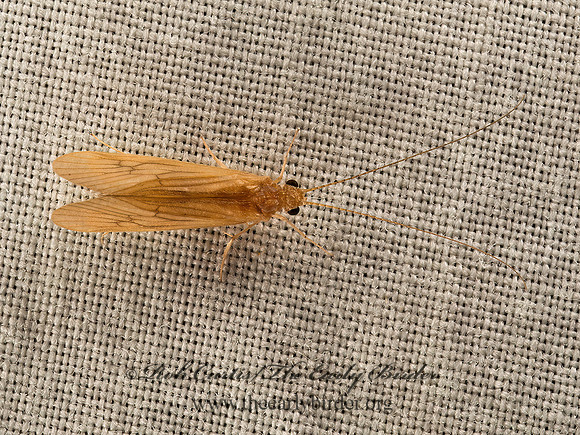 Potamyia flava  NETSPINNING CADDISFLY 9047870z