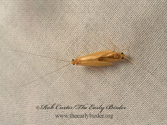 Potamyia flava  NETSPINNING CADDISFLY 9050767z