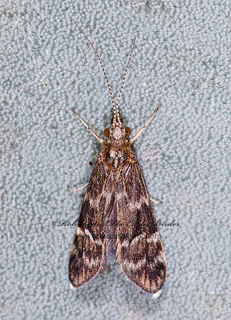 Smicridea  fasciatella  NETSPINNING CADDISFLY 7006357z