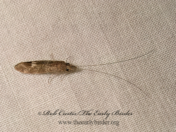 Ceraclea sp  LONG-HORNED CADDISFLY 9047727z