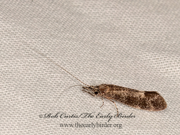Ceraclea  LONG-HORNED CADDISFLY 3022772z