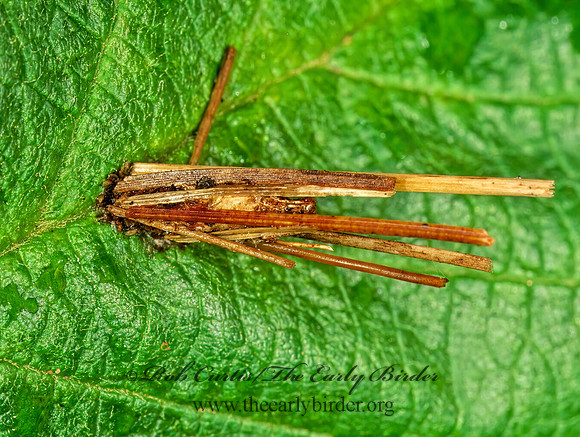 Limnophilidae or Leptoceridae 207503z