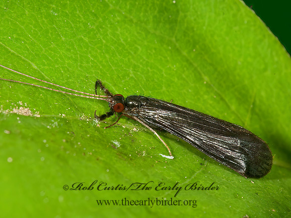 Mystacides sepulchralis = BLACK DANCER CADDISFLY 3013428z