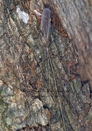 Ocetis cinerascens 6010301z