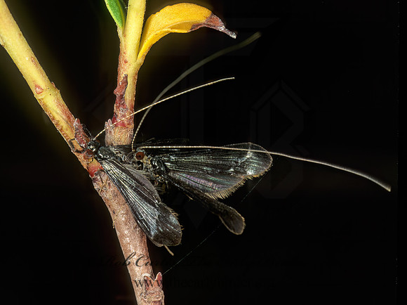 Mystacides sepulchralis 20771z