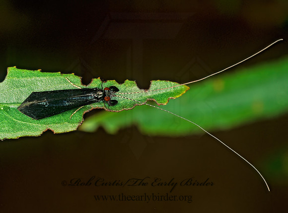 Mystacides sepulchralis 207713z