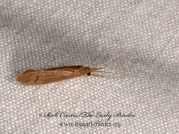 Oecetis inconspicua  LONG-HORNED CADDISFLY 3023613z