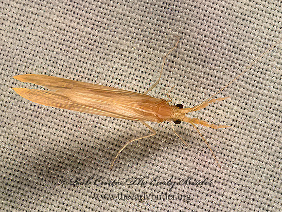 Triaenodes sp  LONG-HORNED CADDISFLY 9053507z