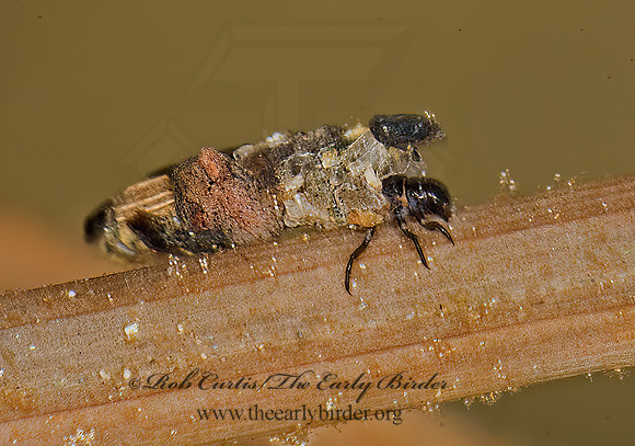Dicosmoecus 7010439z