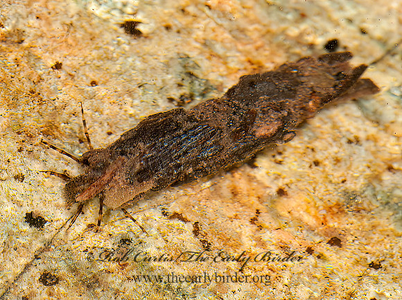 Glyphopshyche or  Pschoglypha~  NORTHERN CADDISFLY 3014124z