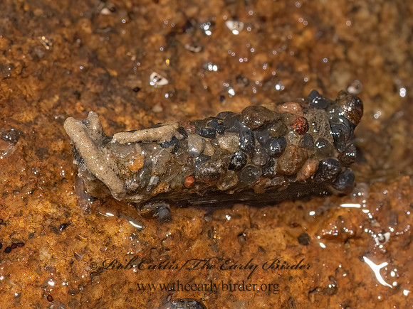 Limnephilidae  NORTHERN CADDISFLY 3024224z
