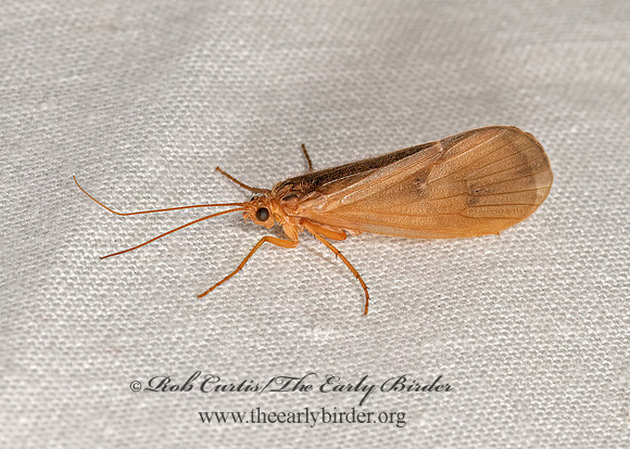 Chyranda centralis  NORTHERN CADDISFLY 3024770z