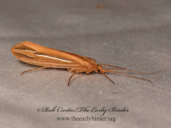 Hesperophylax designatus or occidentalis  NORTHERN CADDISFLY 3024302z