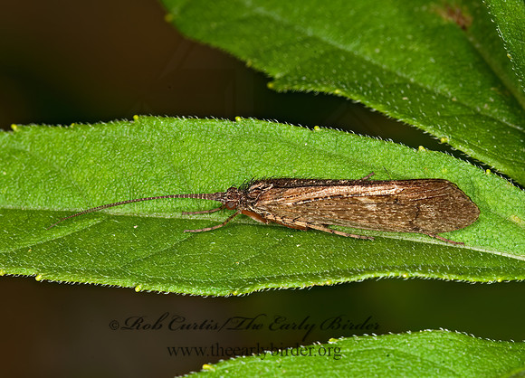Limnephilidae 3010217z