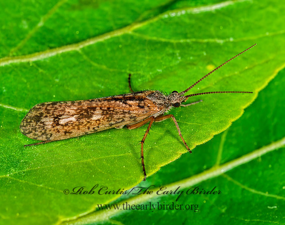 Limnephilus 238731z