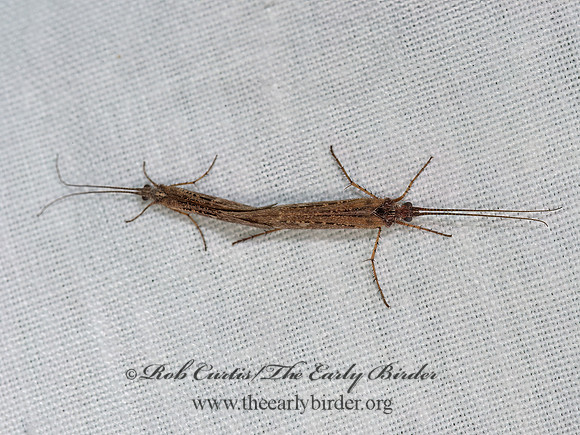 Limnephilus submonilifer  NORTHERN CADDISFLY 9064791z