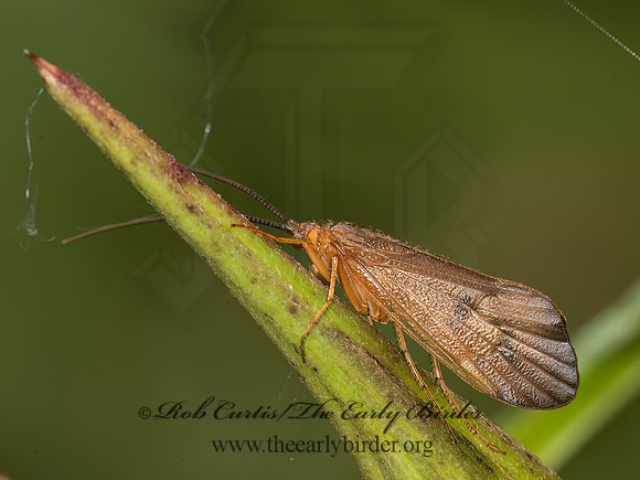 Pycnopsyche scabripennis  GREAT RED SEDGE 9041573z