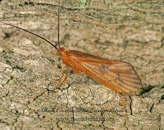 Pycnopsyche guttifera 210208z