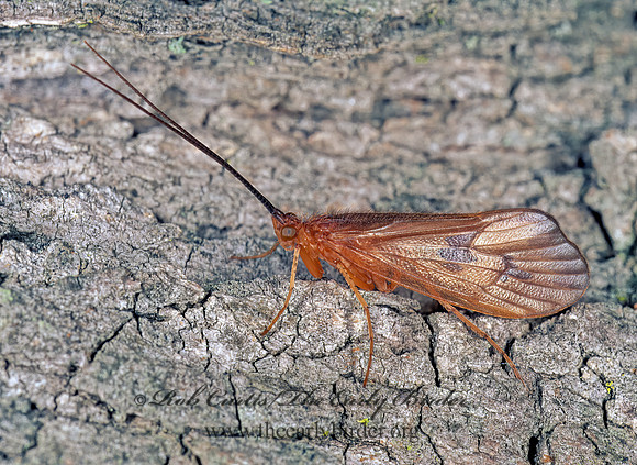 Pycnopsyche guttifera 210207z