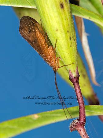 Pycnopsyche scabripennis  GREAT RED SEDGE 9041576z