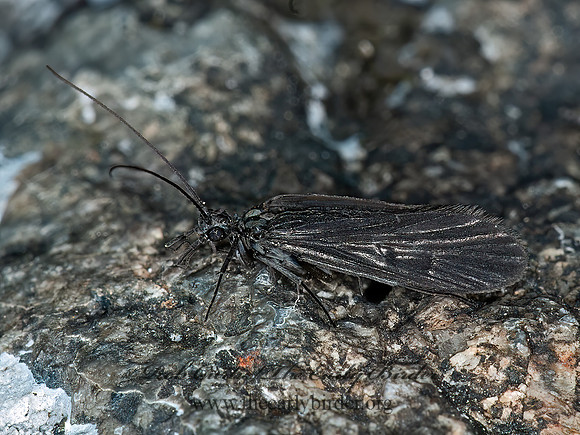 Chimarra sp  LITTLE BLACK CADDISFLY 3013836z