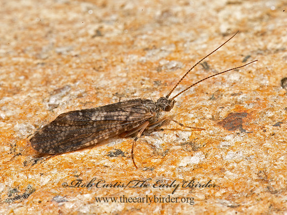 Dolophilodes distincta  FINGERNET CADDISFLY 3025569z