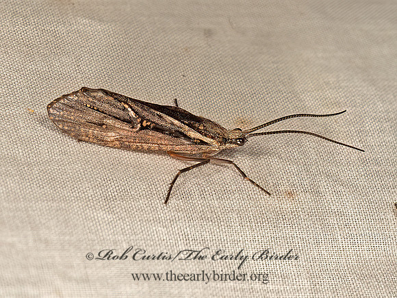 Phryganea sayi  GIANT CADDISFLY 9049398z
