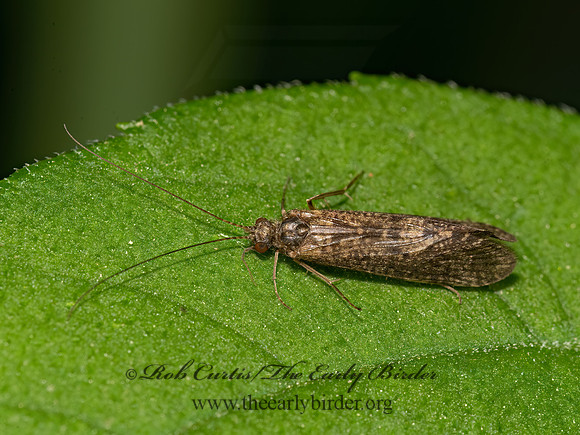 Dolophilodes distincta  FINGERNET CADDISFLY 3021040z