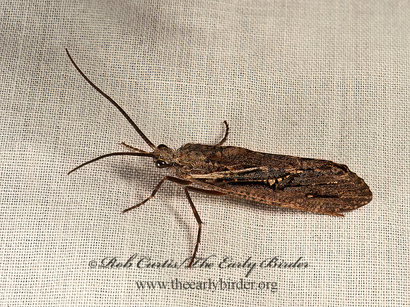 Phryganea sayi  GIANT CADDISFLY 9049949z