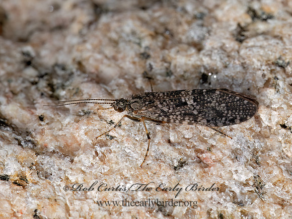 Rhyacophila  FREE-LIVING CADDISFLY 3025549z