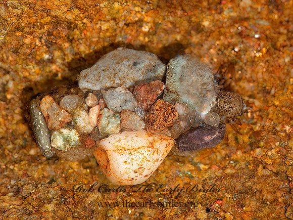 Neophylax ~  STONECASE CADDISFLY 3014129z