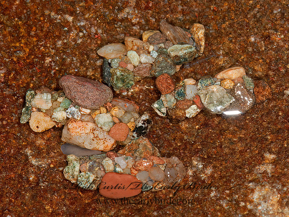 Neophylax ~  STONECASE CADDISFLY 3014140z