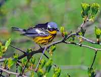 Setophaga magnolia MAGNOLIA WARBLER 1282118z