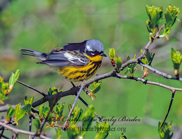 Setophaga magnolia  MAGNOLIA WARBLER 1282118z