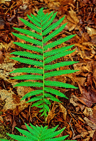 Matteuccua struthiopteris  OSTRICH FERN 208212z