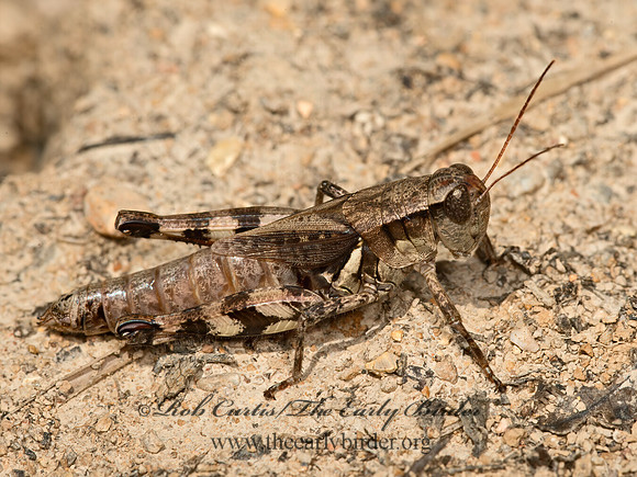 Melanoplus walshii   WALSH'S SHORT-WINGED GRASSHOPPER 9051775z