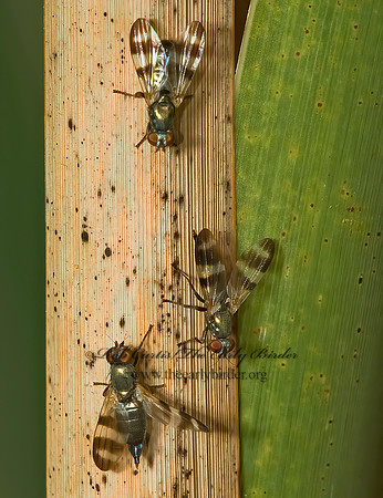 Chaetopsis masyla  PICTURE-WINGED FLY 5002497  z
