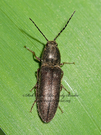 Limonius sp  CLICK BEETLE 3016864z