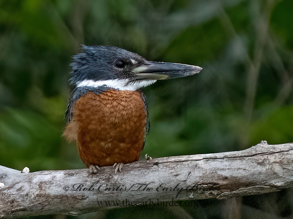Ceryle torquata  RINGED KINGFISHER 3036096z
