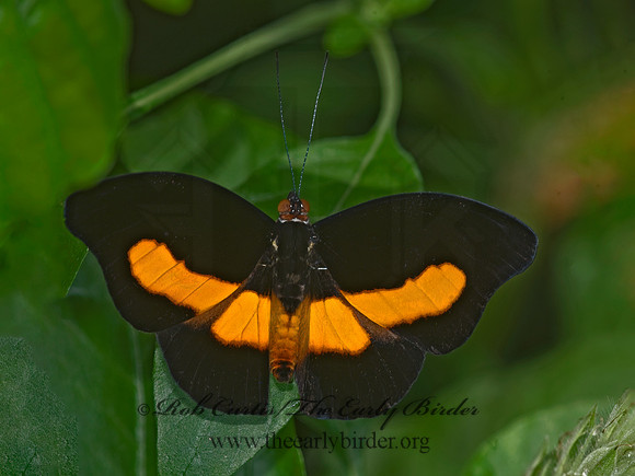 Catonephele orites - Surinam Shoemaker 8006623