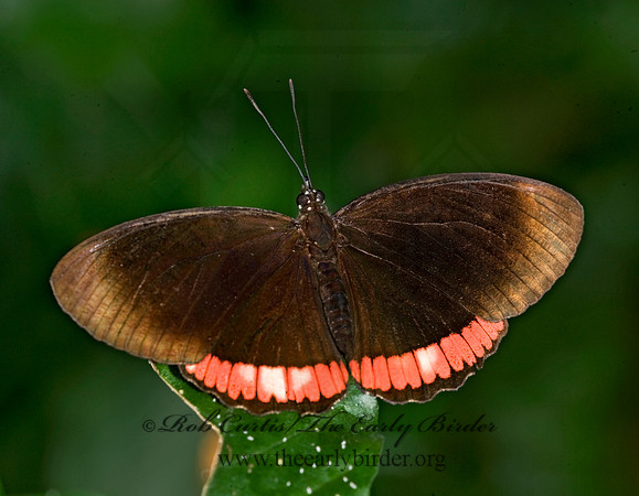 Biblis hyperia - Red Rim 8011378
