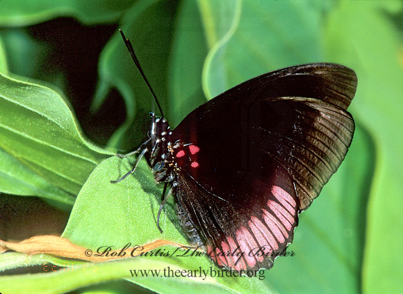 Biblis hyperia - Red Rim 268420