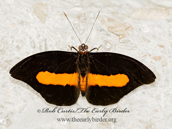Catonephele orites - Surinam Shoemaker 8009622