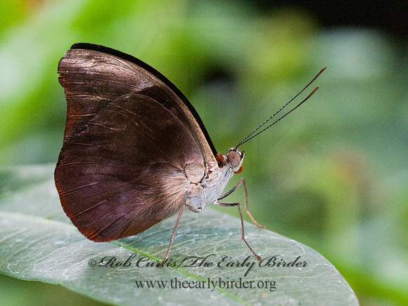 Catonephele orites - Surinam Shoemaker 8009598